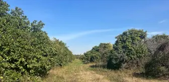 Adana'da Tartışma Çıkan Kadın Tabancayla Vurularak Hayatını Kaybetti