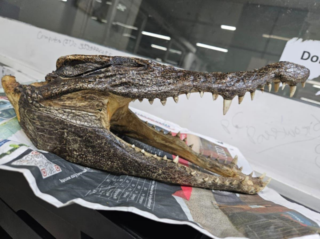 A man arrested for having a crocodile skull in his luggage