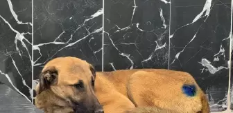 Yaralı Köpek Sağlığına Kavuştu