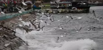 Tekirdağ'da Poyraz Deniz Ulaşımını Olumsuz Etkiliyor