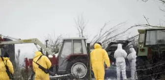 Almanya'da 35 yıl sonra şap vakası görüldü