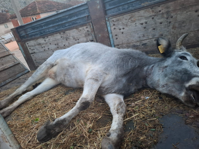 They shot the 750-year-old purebred local animals in Bursa