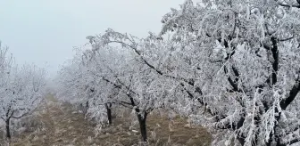 Malatya'nın Doğanşehir İlçesinde Kırağı Manzarası