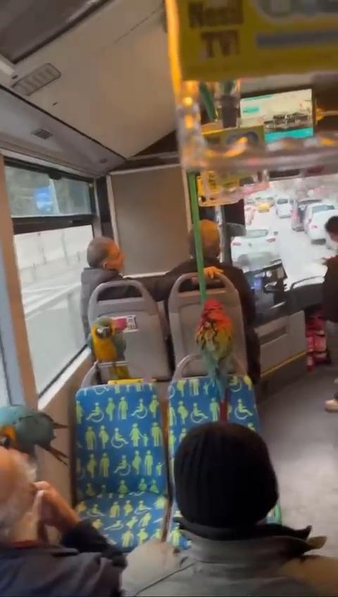 A Person Traveling with 4 Parrots on the Bus in Istanbul Surprised Everyone