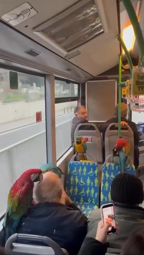 A Person Traveling with 4 Parrots on the Bus in Istanbul Surprised Everyone