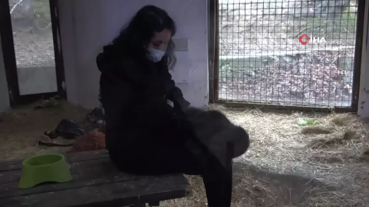 İstanbul Havalimanı'ndaki Yavru Gorile 'Zeytin' İsim Verildi