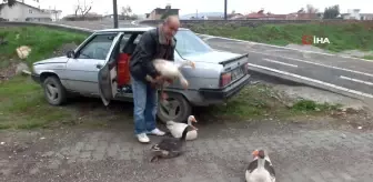 Kazları Komşularından Kurtulmak İçin Doğaya Bıraktı