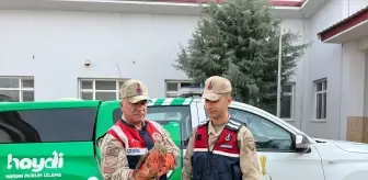 Yaralı Kızıl Şahin ve Peçeli Baykuş Tedavi Altına Alındı