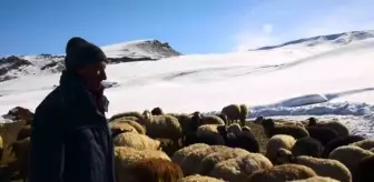 Ağrı'da Besiciler Kış Koşullarında Hayvanlarına Göz Kulak Oluyor