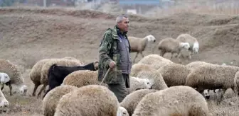 Kazım Bozkurt'un Doğa ile İç İçe Huzurlu Yaşamı