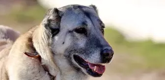 Arap ülkeleri Kangal köpeklerin peşinde