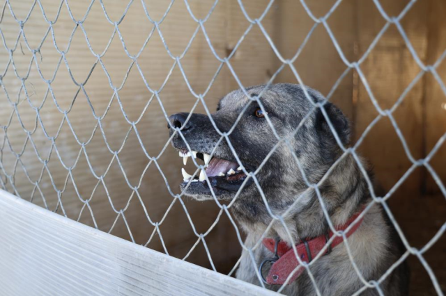 Climate change has altered the structure of Kangal dogs