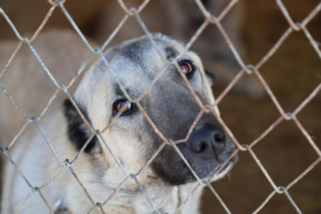 Climate change has altered the structure of Kangal dogs