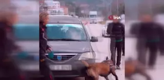 Isparta'nın Narkotik Kahramanı Milon Üçüncü Defa 'Ayın Köpeği' Seçildi