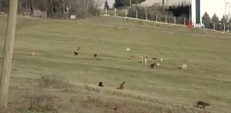 Samsun Kırsalında Başına Boş Köpek İstilasına Karşı Mahalleli Endişeli