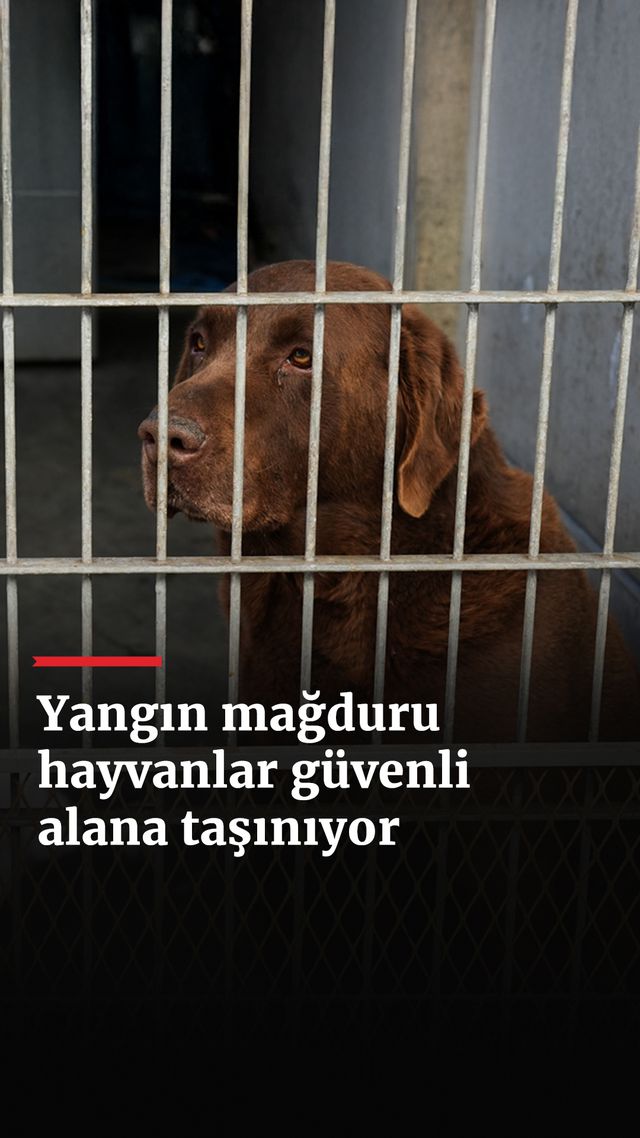 https://foto.haberler.com/haber/2025/01/15/abdde-yangin-magduru-hayvanlar-guvenli-alana-tasiniyor_2485_o.jpg