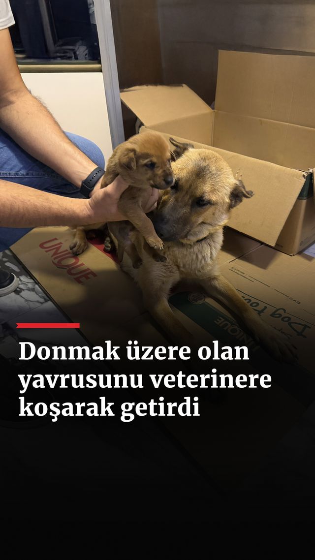 https://foto.haberler.com/haber/2025/01/15/donmak-uzere-olan-yavrusunu-veterinere-kosarak-getirdi_1908_o.jpg