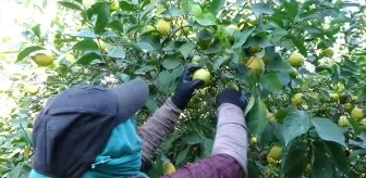 Erdemli'de Limon Hasadı Devam Ediyor