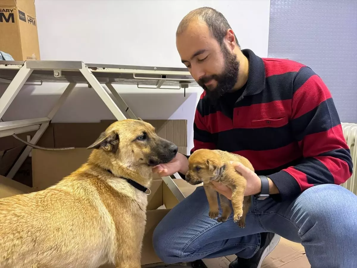Sahipsiz Köpek, Ölmek Üzere Olan Yavrusunu Veterinere Getirdi