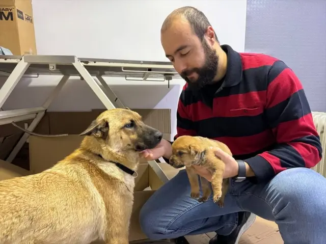 The stray dog brought her dying puppy to the veterinarian