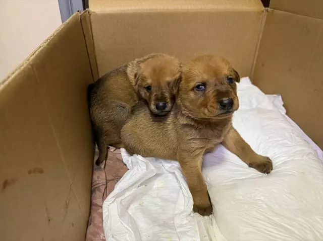 The stray dog brought her dying puppy to the veterinarian