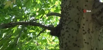 Ordu'da Kahverengi Kokarca ile Mücadelede 200 Bin Nokta İlaçlandı