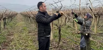 Sarıgöl Üzüm Üreticileri Aile İçi Budama ile Maliyetleri Düşürüyor