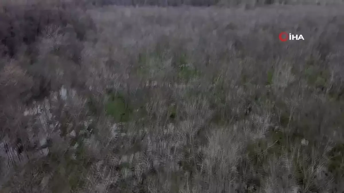 Firar Eden Ayı İçin Havadan ve Karadan Arama Çalışmaları Devam Ediyor
