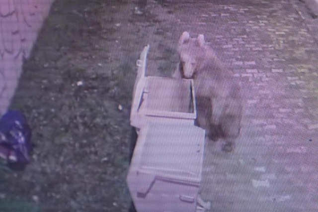 The bear that escaped from the shelter has not been caught for 30 hours