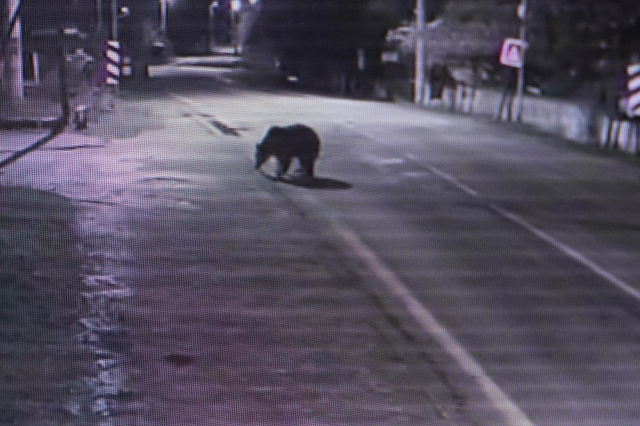 The bear that escaped from the shelter has not been caught for 30 hours