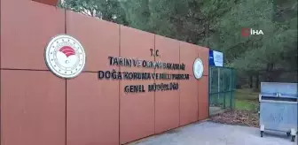 Barınaktan Kaçan Ayıyı Yakalama Çalışmaları Devam Ediyor