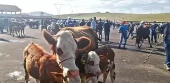 Bayburt'ta Şap Karantinası Sona Erdi