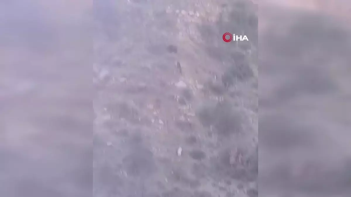 Domuzların Saldırdığı Çobanı Köpekleri Kurtardı