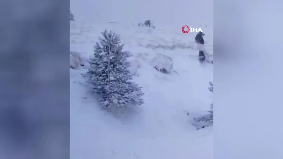 Kazdağları'nda Kış Uykusuna Yatmayan Ayı ve Yavruları Görüntülendi