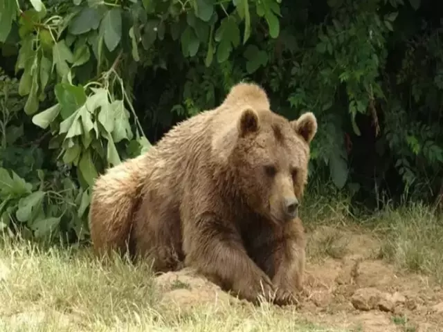 Traps have been set to capture the escaped brown bear in Bursa