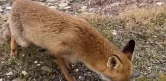 Balıkçı ve Tilki Arasındaki Sıcak Dostluk