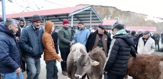 Oltu Canlı Hayvan Pazarı Bir Aydan Sonra Yeniden Açıldı