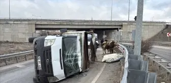 Sivas'ta Kamyonet Devrildi, Büyükbaş Hayvanlar Yola Saçıldı