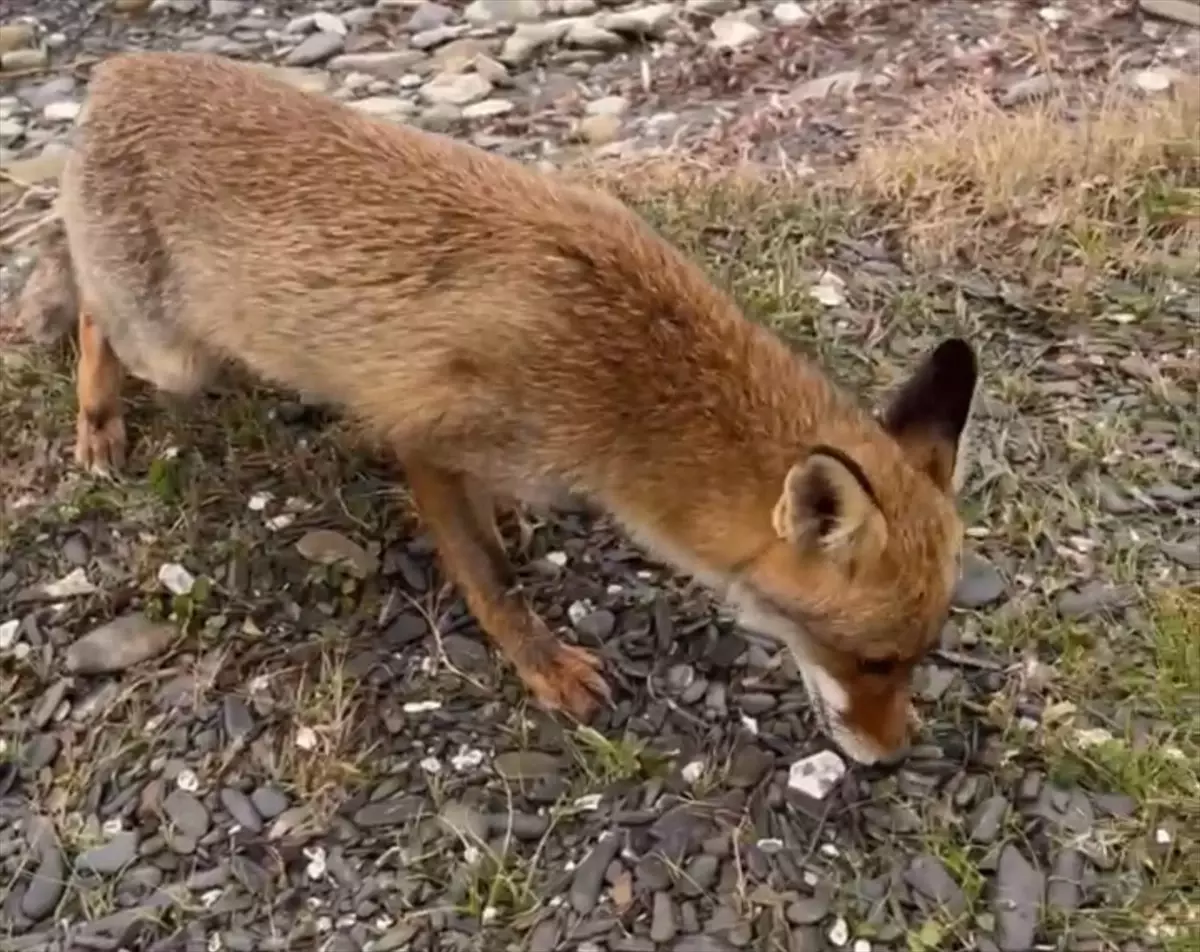 Balıkçı ve Tilki Arasındaki Sıcak Dostluk