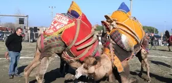 12. Geleneksel Lapseki Folklorik Deve Gösterisi Renkli Görüntülere Sahne Oldu