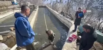 Soğuk Havada Alabalık Sağımı Van'da Gerçekleşti