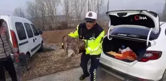 Yaralı Akbaba Jandarma Tarafından Kurtarıldı