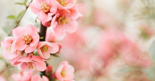 Cemre ne zaman düşecek 2025? İlk cemre ne zaman, hangi tarihte düşecek? Cemre ne zaman düşecek 2025? İlk cemre ne zaman, hangi tarihte düşecek?