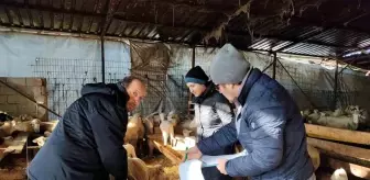 Kırklareli'nde Hayvanların Karantina ve Aşılama İşlemleri Yapıldı