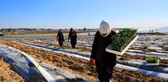 Adana'da Karpuz Fideleri Toprakla Buluştu