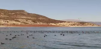 Göller Yöresi'nde Kış Ortası Su Kuşu Sayımı Başladı