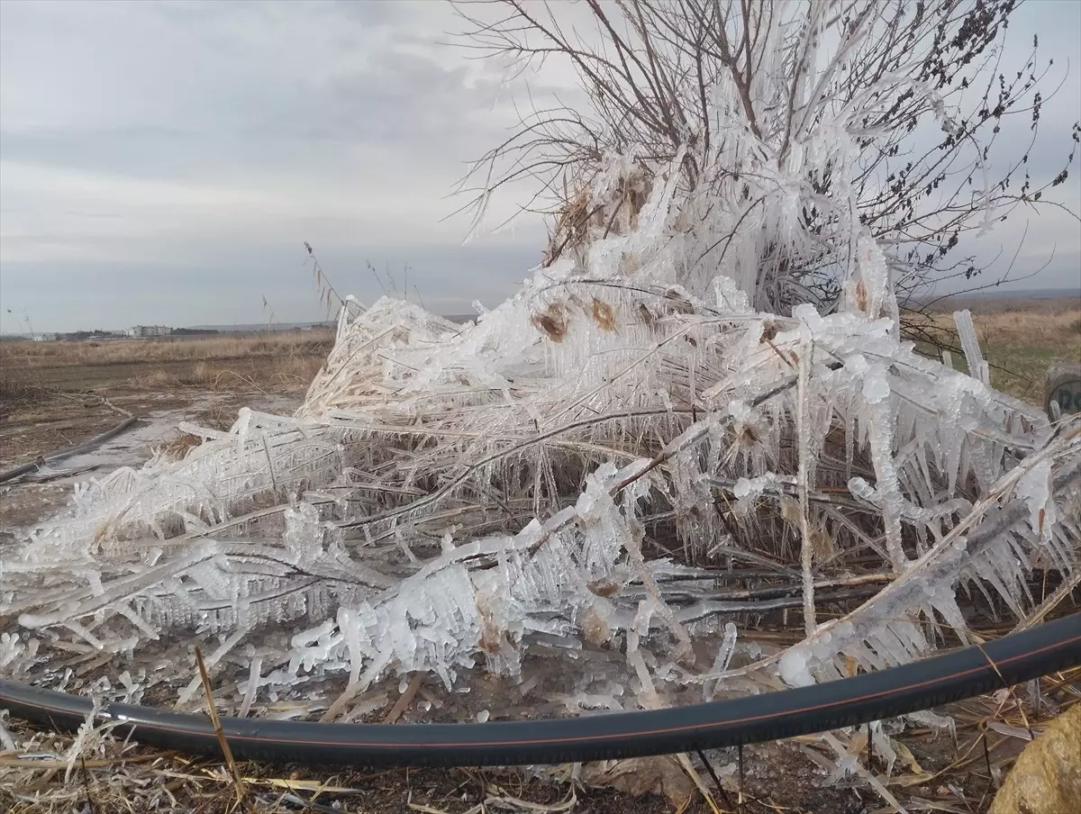 Şanlıurfa'da soğuk hava etkili oldu