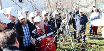 Samsun'da Fındık Budama Yarışması Heyecanı