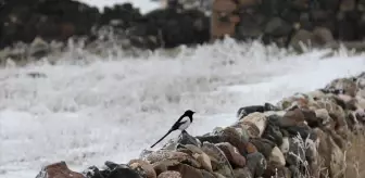 Doğu Anadolu'da Dondurucu Soğuklar Etkisini Sürdürüyor