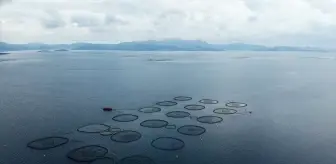 Muğla'dan Su Ürünleri İhracatında Rekor Gelir